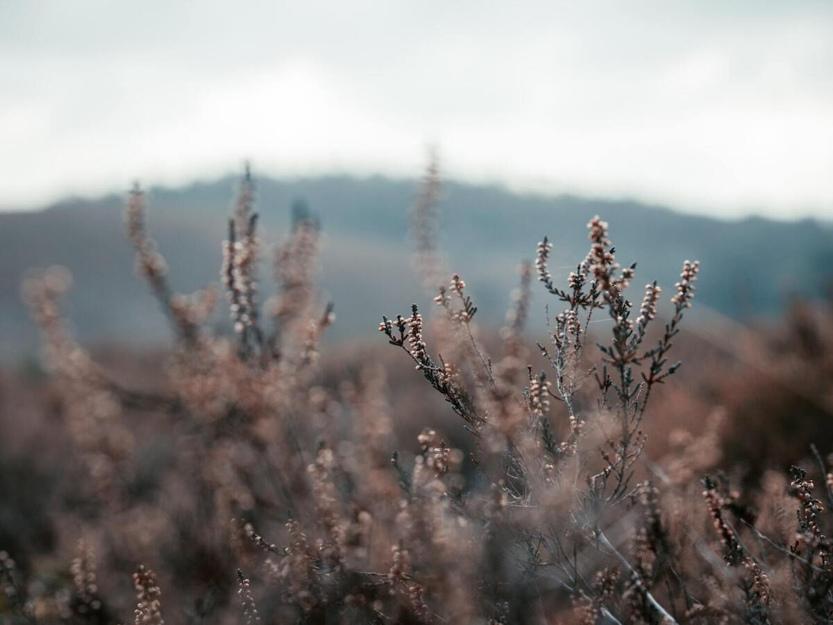 dylan_leagh_JlmWJnQ4bnc_unsplash.jpg